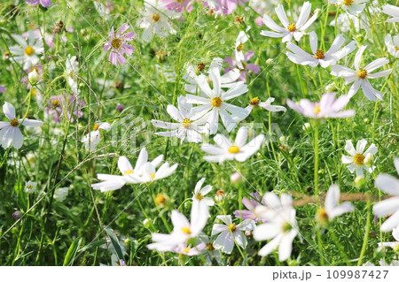 白色の美しいコスモスの花 白色の美しいコスモスの花 109987427