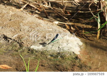 石にとまるハグロトンボ 109987509