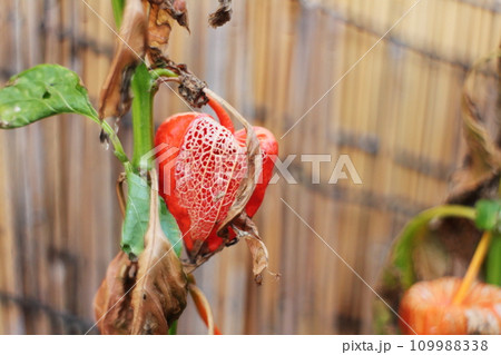 ホオズキの網目になる袋 109988338