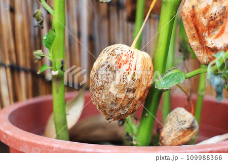 網目のホオズキ 109988366