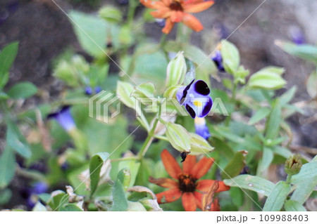 庭に咲くハナウリクサの花 庭に咲くハナウリクサの花 109988403
