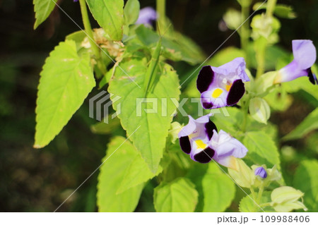 青いハナウリクサの花 109988406