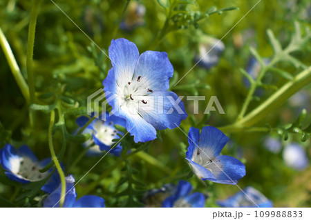 ネモフィラ ネモフィラ 109988833