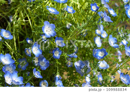 ネモフィラ 109988834