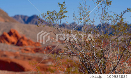 The typical landscape with red rocks and sandstones in the Arizona Desert The typical landscape with red rocks and sandstones in the Arizona Desert 109988885