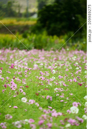 開花する可愛いコスモスの花 開花する可愛いコスモスの花 109989275