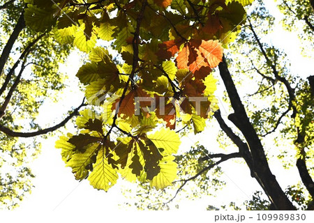 カシワ（柏）の木・葉 / この葉で包んで柏餅を作る 109989830