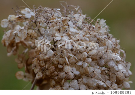 枯れたアジサイの萼片 枯れたアジサイの萼片 109989895