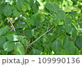 せみの抜け殻 109990136