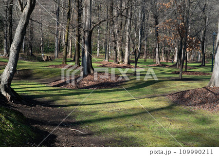 紅葉した林 109990211