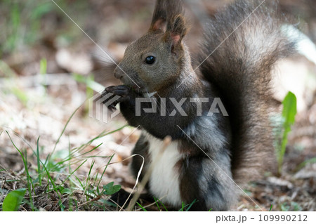 クルミを食べるエゾリス 109990212