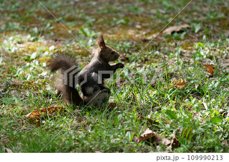 木の実を食べるエゾリス 109990213