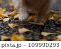 落ち葉とダックス 109990293