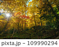 秋の森に差し込む太陽 109990294