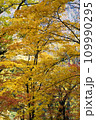 黄色に紅葉したカエデ 109990295