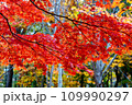 鮮やかな紅葉 109990297