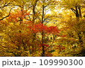 黄色に染まった紅葉 109990300