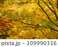 黄色に染まった紅葉 109990316