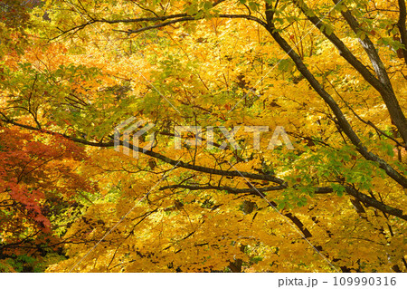 黄色に染まった紅葉 黄色に染まった紅葉 109990316