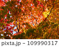 黄色に染まった紅葉 109990317