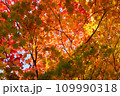 黄色に染まった紅葉 109990318
