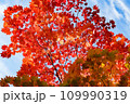 黄色に染まった紅葉 109990319