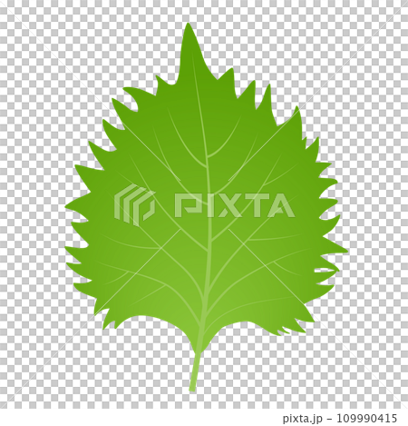 Illustration of shiso perilla 109990415