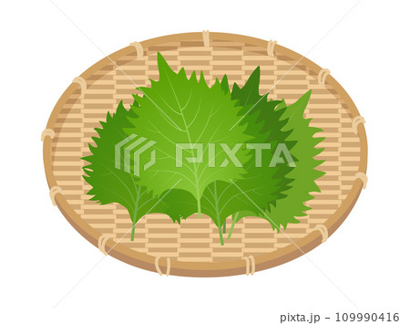 大葉 しそのイラスト 大葉 しそのイラスト 109990416