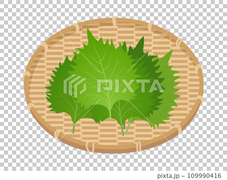 大葉 しそのイラスト 大葉 しそのイラスト 109990416