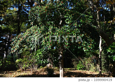 クロガネモチ（黒鉄黐）の木の実・雌雄異株のため雌の木だけに果実が付く 109990419