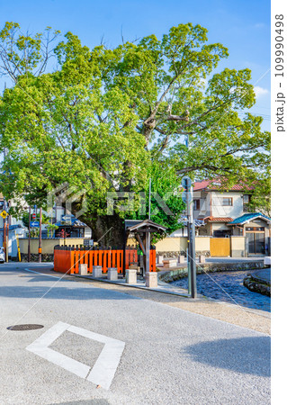 京都市北区上賀茂本山の上賀茂神社　藤木社とクスノキ 109990498