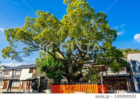 京都市北区上賀茂本山の上賀茂神社 藤木社とクスノキ 京都市北区上賀茂本山の上賀茂神社 藤木社とクスノキ 109990501