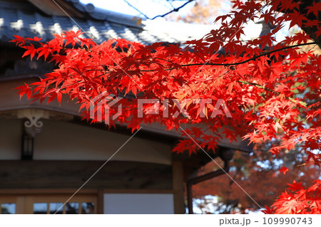 豪徳寺（ごうとくじ）茶室「無二庵」　東京都世田谷区 109990743