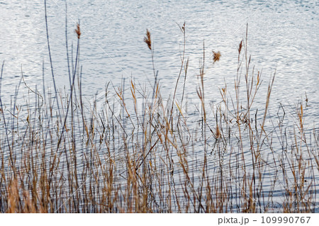 葦原の群生する水辺 葦原の群生する水辺 109990767