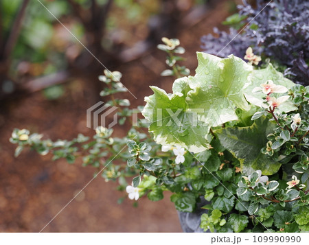 雨に濡れたヘデラとタイム 109990990