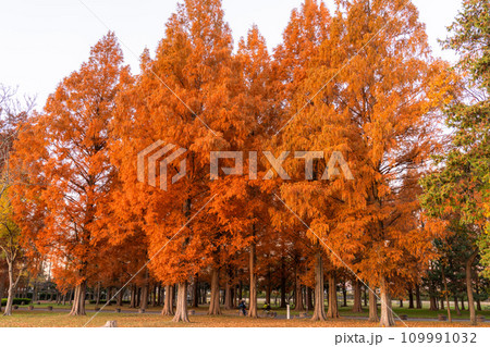 《東京都》紅葉のメタセコイアの森・秋の夜明け 109991032