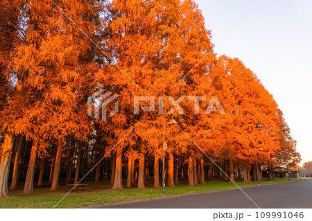 《東京都》紅葉のメタセコイアの森・秋の夜明け 109991046