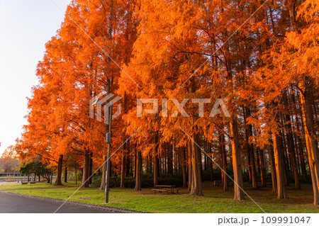 《東京都》紅葉のメタセコイアの森・秋の夜明け 《東京都》紅葉のメタセコイアの森・秋の夜明け 109991047