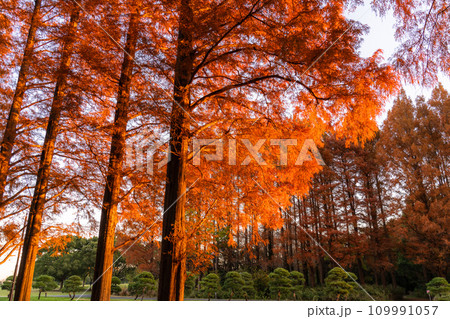 《東京都》紅葉のメタセコイアの森・秋の夜明け 《東京都》紅葉のメタセコイアの森・秋の夜明け 109991057