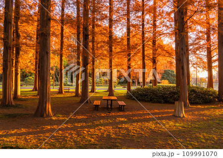 《東京都》紅葉のメタセコイアの森・秋の夜明け 109991070