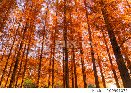 《東京都》紅葉のメタセコイアの森・秋の夜明け 109991072