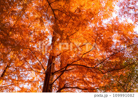 《東京都》紅葉のメタセコイアの森・秋の夜明け 109991082