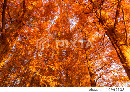 《東京都》紅葉のメタセコイアの森・秋の夜明け 109991084