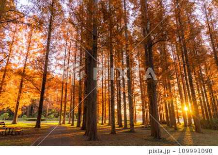 《東京都》紅葉のメタセコイアの森・秋の夜明け 109991090