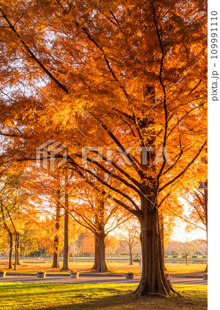 《東京都》紅葉のメタセコイアの森・秋の夜明け 109991110