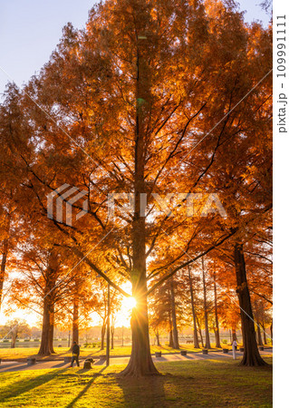 《東京都》紅葉のメタセコイアの森・秋の夜明け 109991111