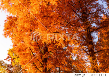 《東京都》紅葉のメタセコイアの森・秋の夜明け 109991121