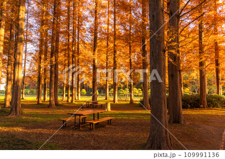 《東京都》紅葉のメタセコイアの森・秋の夜明け 109991136