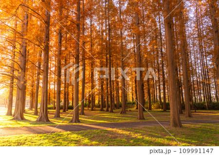 《東京都》紅葉のメタセコイアの森・秋の夜明け 109991147
