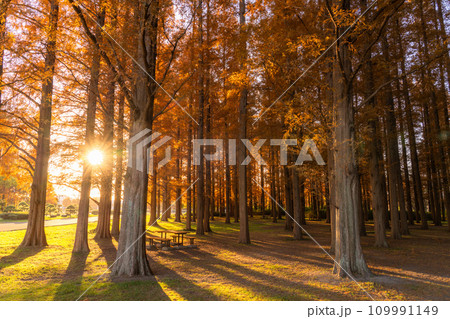 《東京都》紅葉のメタセコイアの森・秋の夜明け 《東京都》紅葉のメタセコイアの森・秋の夜明け 109991149
